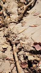 Closeup of leaves and branches washed up on the beach: muted colours.