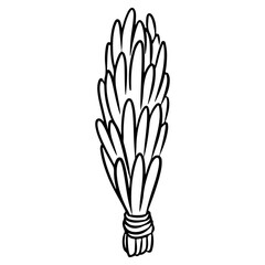 Sage or cedar smudge stick hand-drawn doodle isolated icon. Vector stock plant leaves image. White sage herb bundle