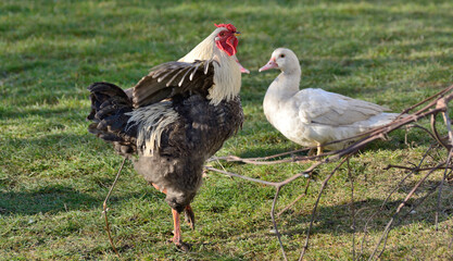 A cock flaps its wings and yells