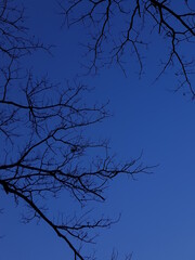 tree silhouette against blue sky