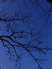 tree in the night sky