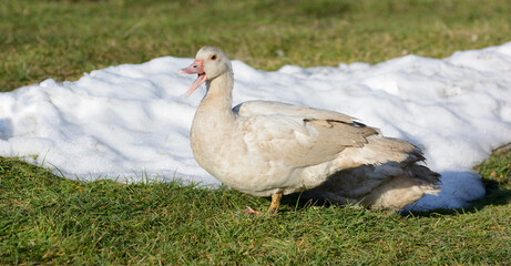 Musk duck, mute swan, drake in the yard