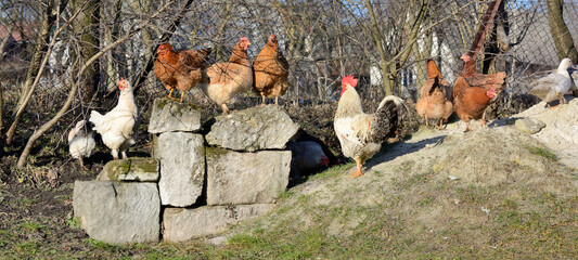Beautiful big white cock with hens