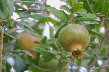 The fruits of pomegranate