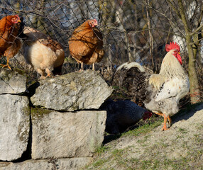 Beautiful big white cock with hens