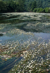 Renoncule des rivières, Ranunculus fluitans, rivière La Cure, 89, Yonne
