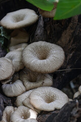 Natural mushrooms, healthy food