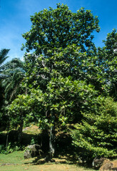 Arbre à pain, Artocarpus altilis