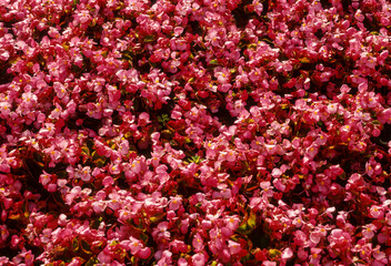 Begonia, b&eacute;gonia semperflorens