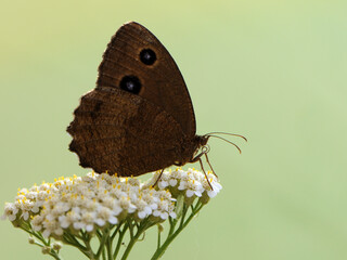 The brown butterfly Satyrus dryas in the early morning in a clearing among forest flowers