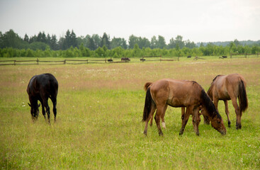A herd of young foals grazing on a field.