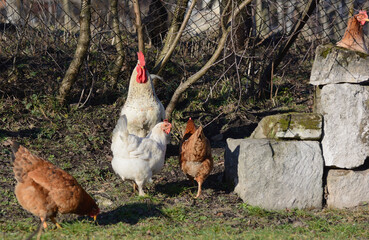 Beautiful big white cock with hens