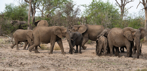 Fototapeta premium Eléphant d'Afrique, Loxodonta africana, Parc national Kruger, Afrique du Sud