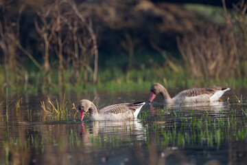 greylag goose (Anser anser) in Bharatpur Bird Sanctuary, Rajasthan, India.