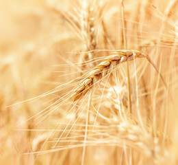 Wheat fields. Golden wheat ears.Rich Harvest Concept. Background of ripening ears of fieldwheat.
