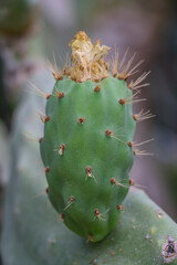 Cactus fruits