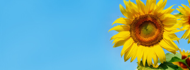 Obraz premium A bee drinks nectar sitting on a blooming sunflower on a blue background.Copy space for text.Banner
