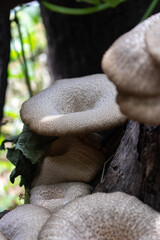 mushrooms on a stump