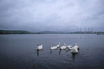 swans on the lake