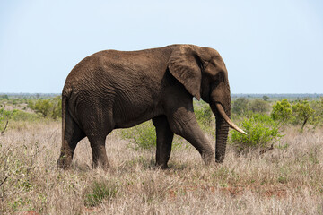 Naklejka na ściany i meble Eléphant d'Afrique, Loxodonta africana, Parc national Kruger, Afrique du Sud