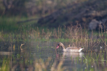 greylag goose (Anser anser) in Bharatpur Bird Sanctuary, Rajasthan, India.