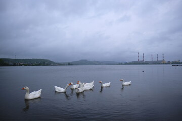 swans on the lake