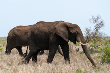 Fototapeta premium Eléphant d'Afrique, Loxodonta africana, Parc national Kruger, Afrique du Sud