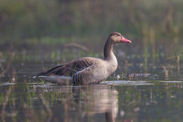 greylag goose (Anser anser) in Bharatpur Bird Sanctuary, Rajasthan, India.