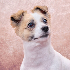 portrait of a cute dog. Vintage background. Pets indoors, at home or in the Studio, lifestyle. Front view.