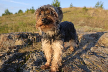 yorkshire terrier on the rocks