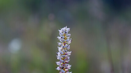 close up of a flower