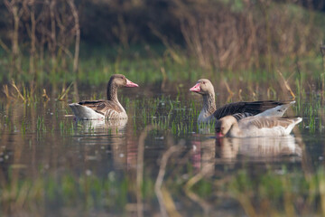 greylag goose (Anser anser) in Bharatpur Bird Sanctuary, Rajasthan, India.