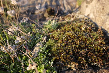 moss on the rock