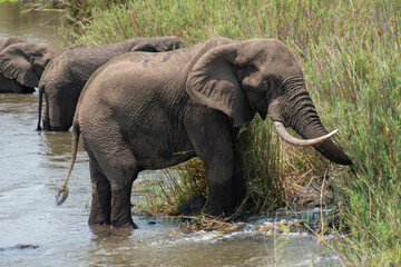 Eléphant d'Afrique, Loxodonta africana, Parc national Kruger, Afrique du Sud