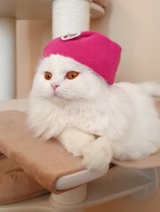 
A beautiful, white, fluffy cat in a pink hat looks to the left.