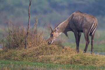 The nilgai or blue bull (Boselaphus tragocamelus) walking in water in Bharatpur Bird Sanctuary, Rajasthan.