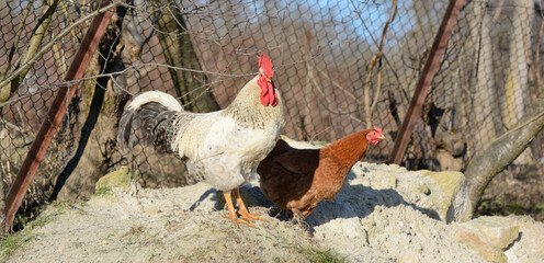 Beautiful big white cock with hens