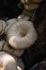 Obraz premium Lentinus polychrous Lev.Natural mushrooms