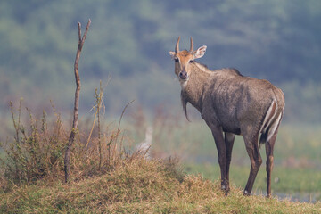 Naklejka na ściany i meble The nilgai or blue bull (Boselaphus tragocamelus) walking in water in Bharatpur Bird Sanctuary, Rajasthan.