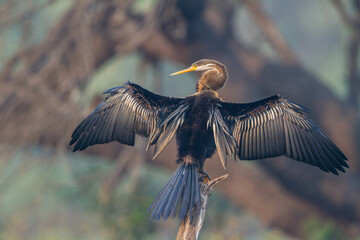 The Oriental darter or Indian darter (Anhinga melanogaster) preening itself by the lake at Bharatpur Bird Sanctuary, Rajasthan, India