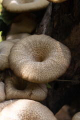 Lentinus polychrous Lev.Natural mushrooms, healthy food