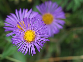 Astern mit lilanen Zungen- und gelben R&ouml;hrenbl&uuml;ten 