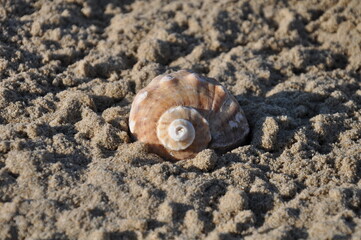 Schnecke, Schwarzes Meer