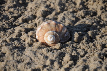 Rapana venosa, sea snail