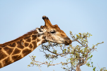 Girafe, Giraffa Camelopardalis, Parc national Kruger, Afrique du Sud
