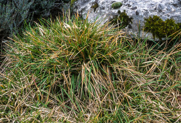 Graminée, sesleria bleuâtre, Sesleria caerulea