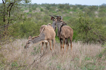 Fototapeta premium Grand koudou, Tragelaphus strepsiceros, Parc national Kruger, Afrique du Sud
