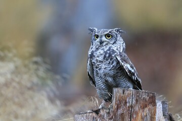 Spotted Eagle Owl (Bubo africanus) sitting on the stump.