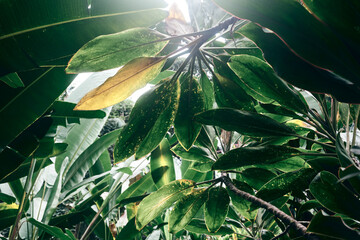 Lush green tropical foliage on the Big Island in Hawaii. Canopy of ti trees.
