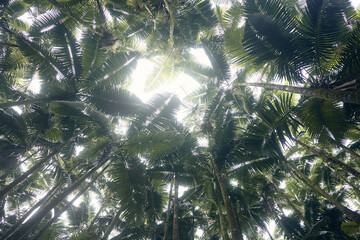 Naklejka premium Lush green tropical foliage on the Big Island in Hawaii. Canopy of palm trees.